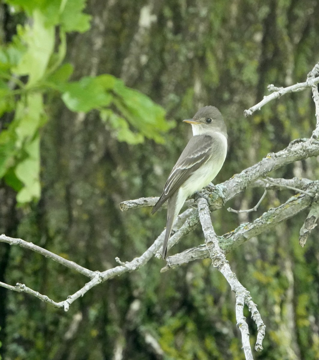 Eastern Wood-Pewee - ML620449927