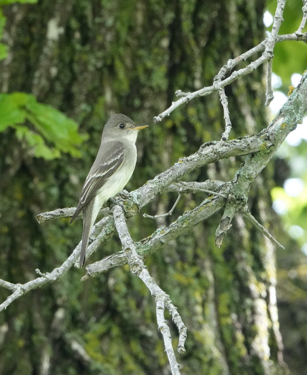 Eastern Wood-Pewee - Nancy Henke