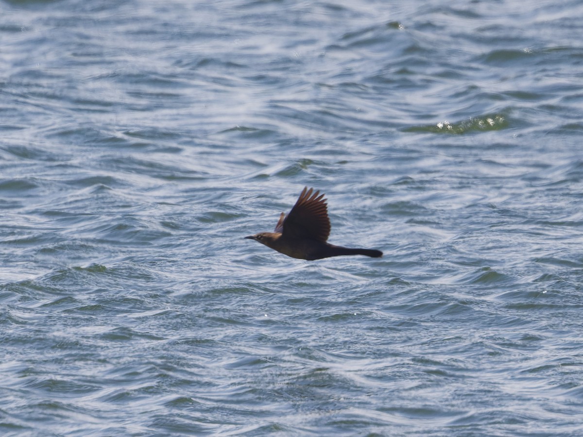 Boat-tailed Grackle - ML620449930