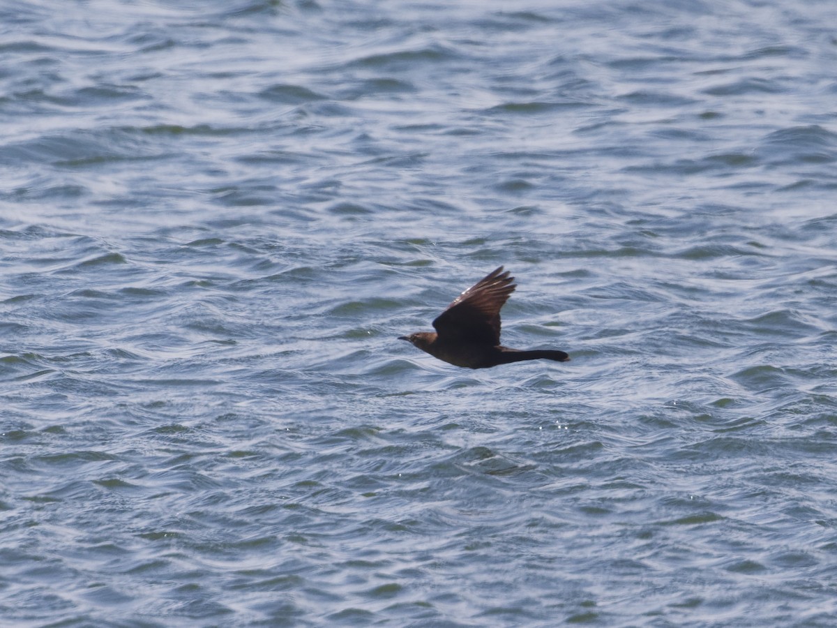 Boat-tailed Grackle - Angus Wilson