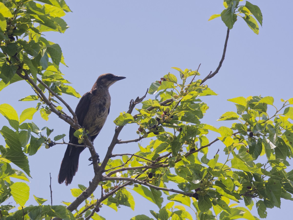 Boat-tailed Grackle - ML620449932