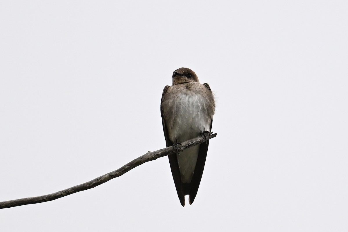 Northern Rough-winged Swallow - ML620449935