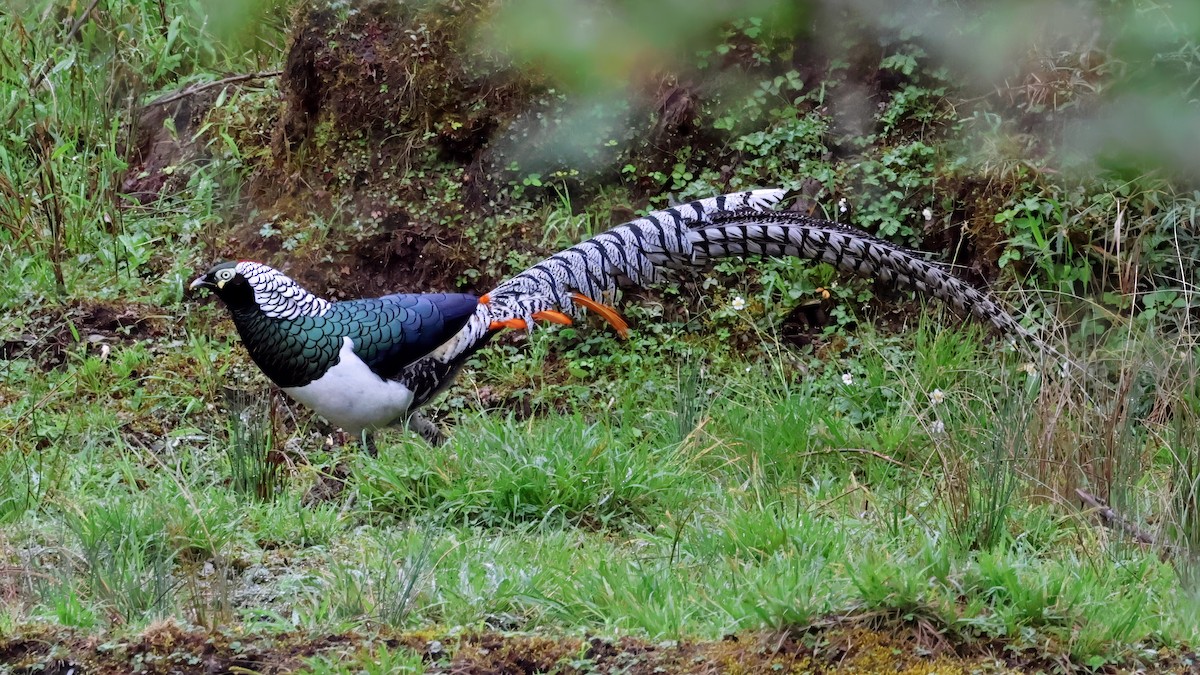 Lady Amherst's Pheasant - ML620449937