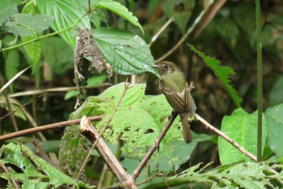 Sepia-capped Flycatcher - ML620449941