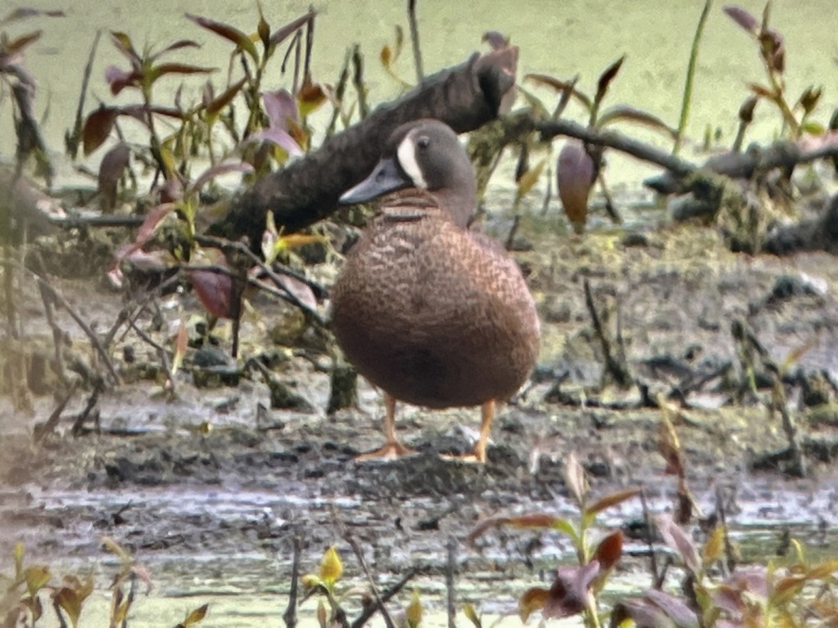 blåvingeand - ML620449942