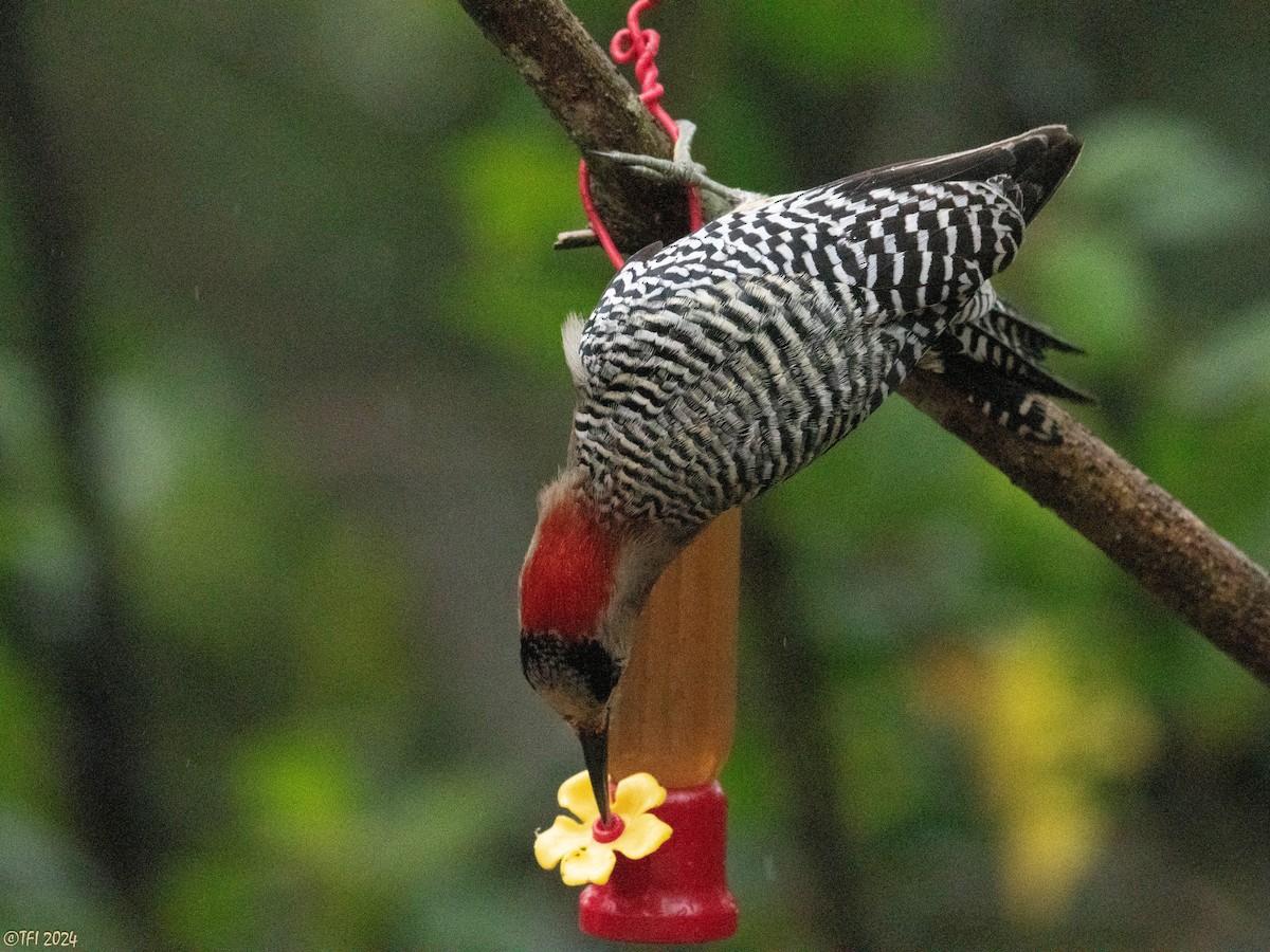 West Indian Woodpecker - ML620449947