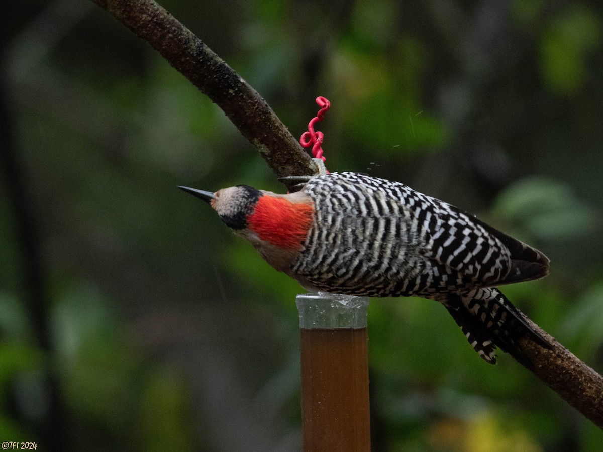 West Indian Woodpecker - ML620449948