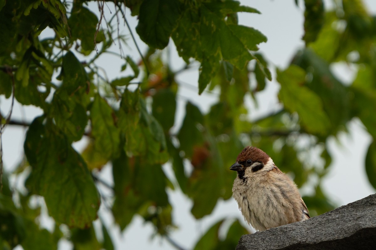 Eurasian Tree Sparrow - ML620449951