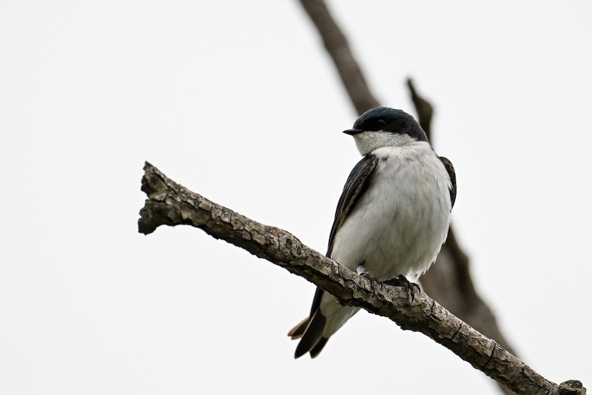 Tree Swallow - ML620449954