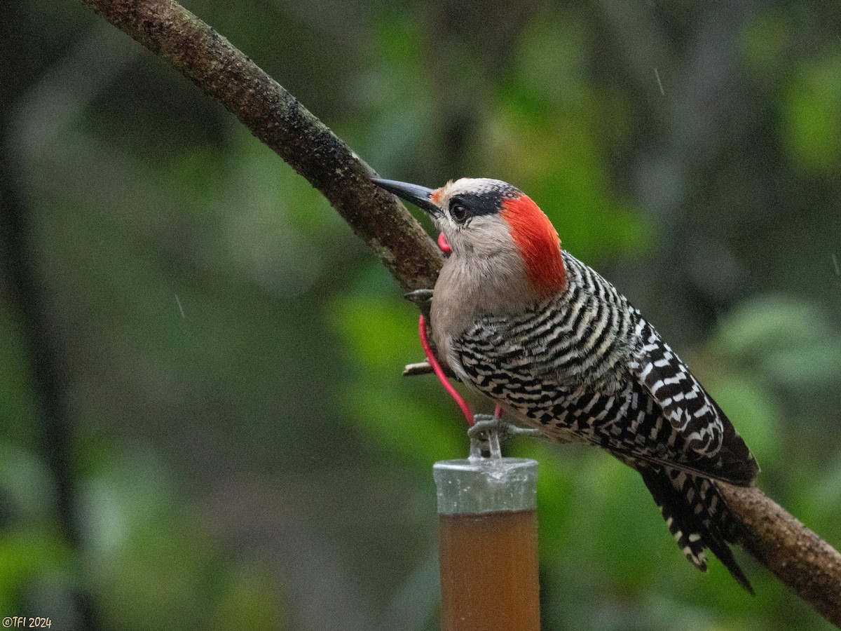 West Indian Woodpecker - ML620449955