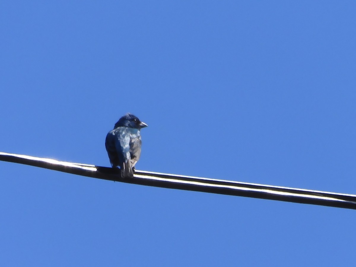 Indigo Bunting - ML620449956