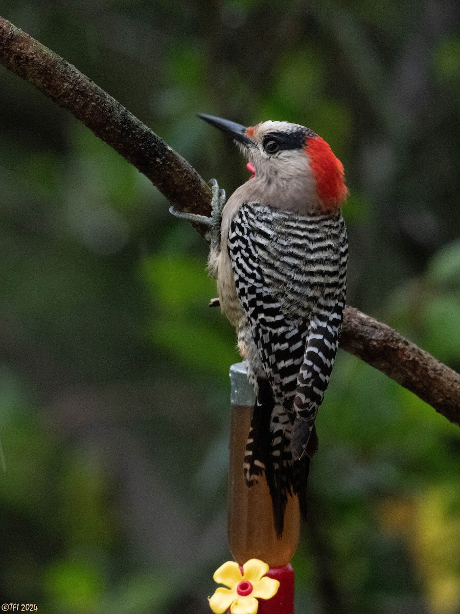 West Indian Woodpecker - ML620449958