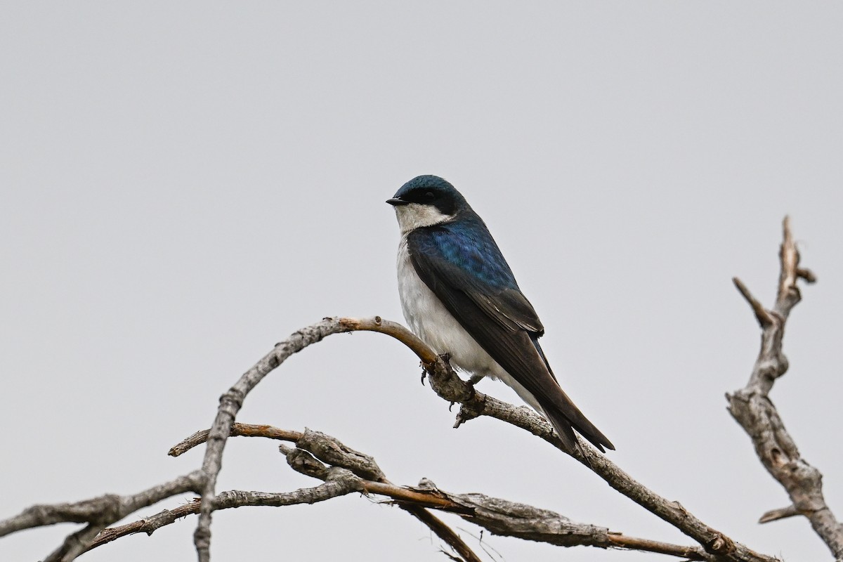 Tree Swallow - ML620449961