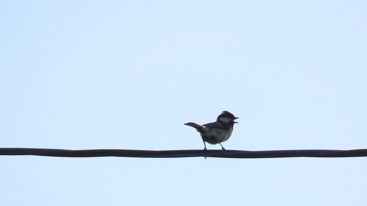 Japanese Tit - ML620449965