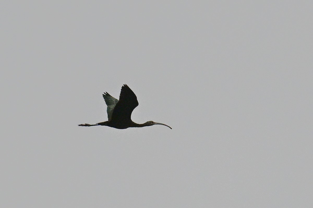 ibis americký - ML620449966