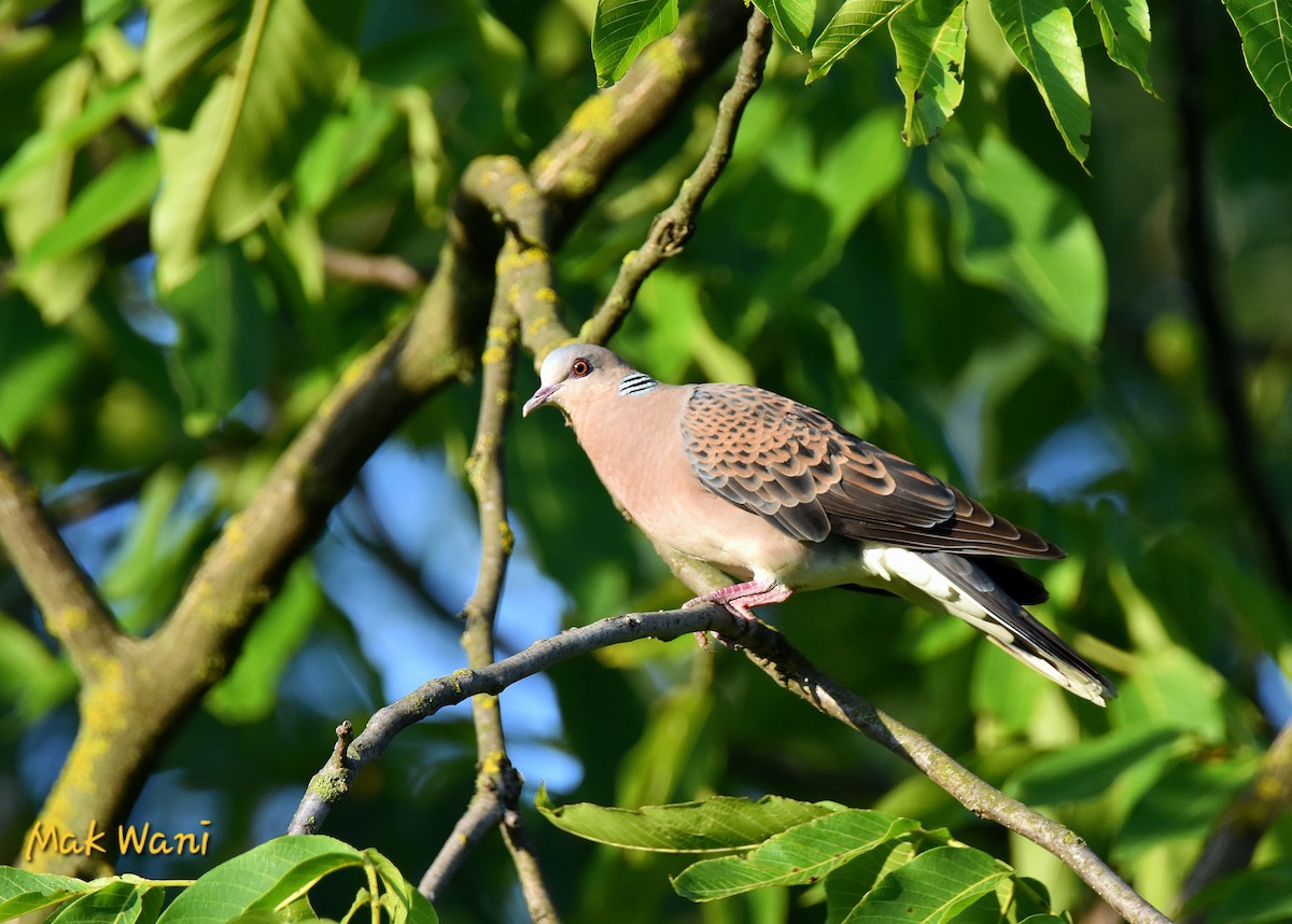 Oriental Turtle-Dove - ML620449969