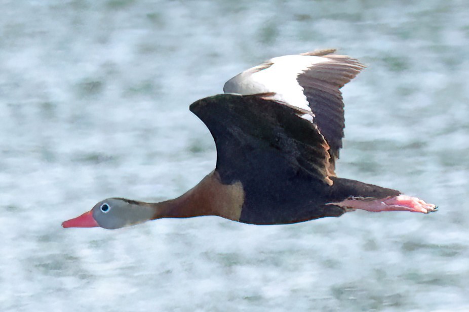 Black-bellied Whistling-Duck - David Wilson