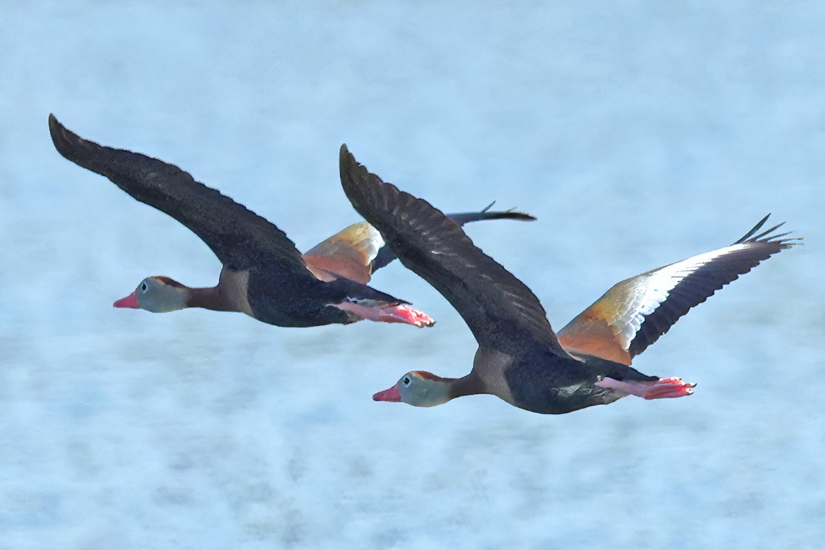 Black-bellied Whistling-Duck - ML620449973