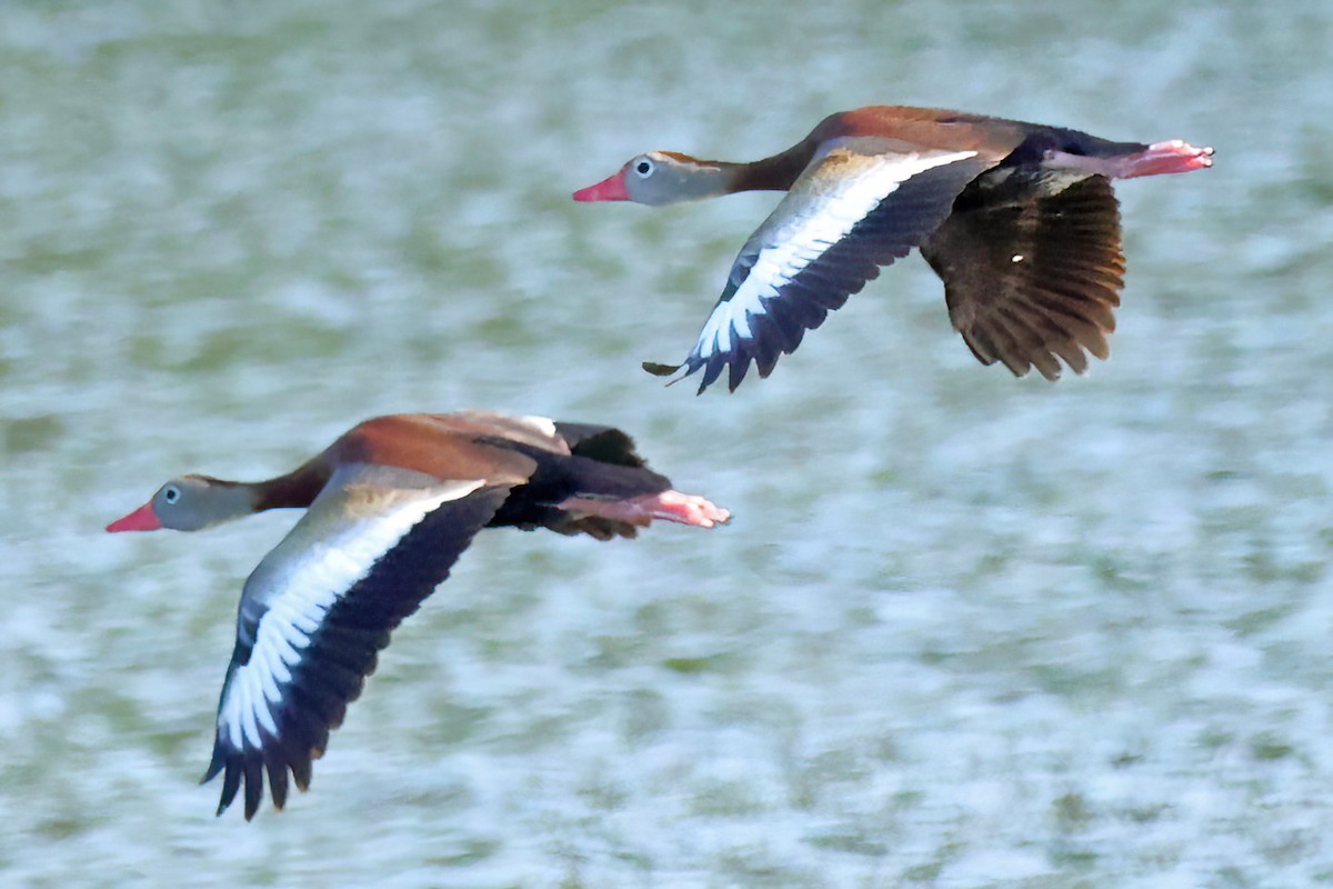 Black-bellied Whistling-Duck - ML620449974