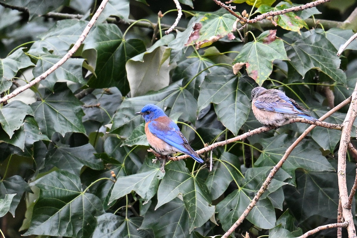 Western Bluebird - Maryse Neukomm