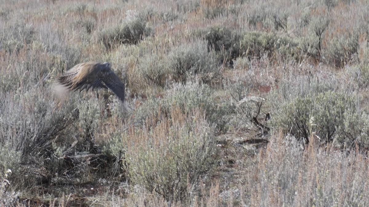 Greater Sage-Grouse - ML620449980