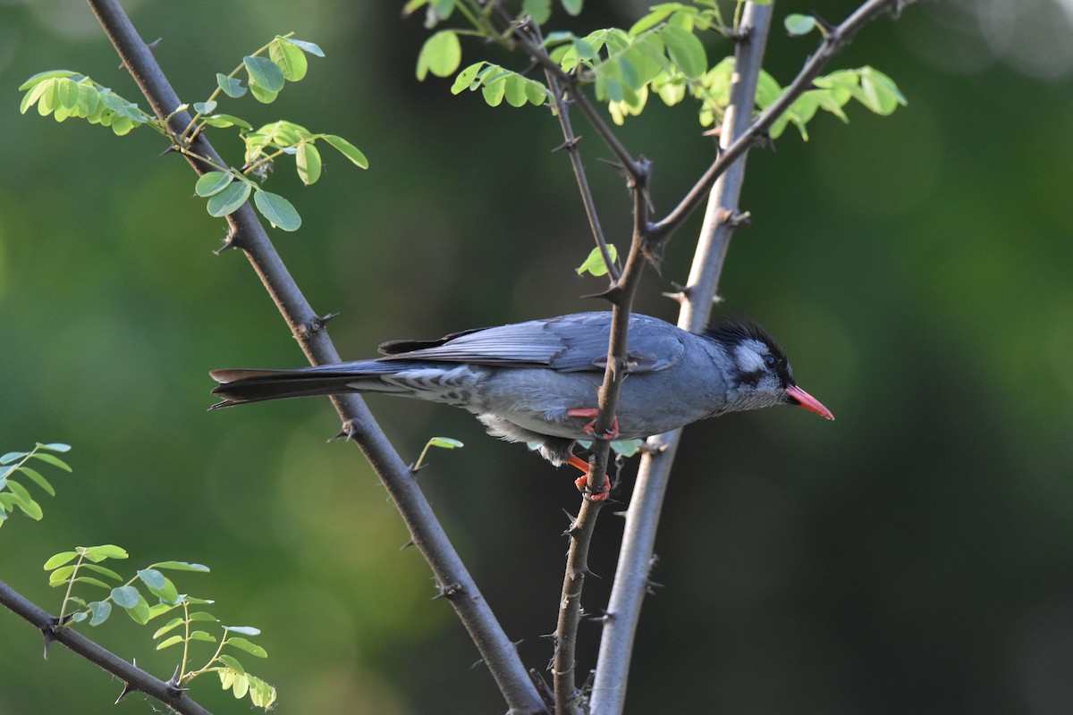 Black Bulbul - ML620449981