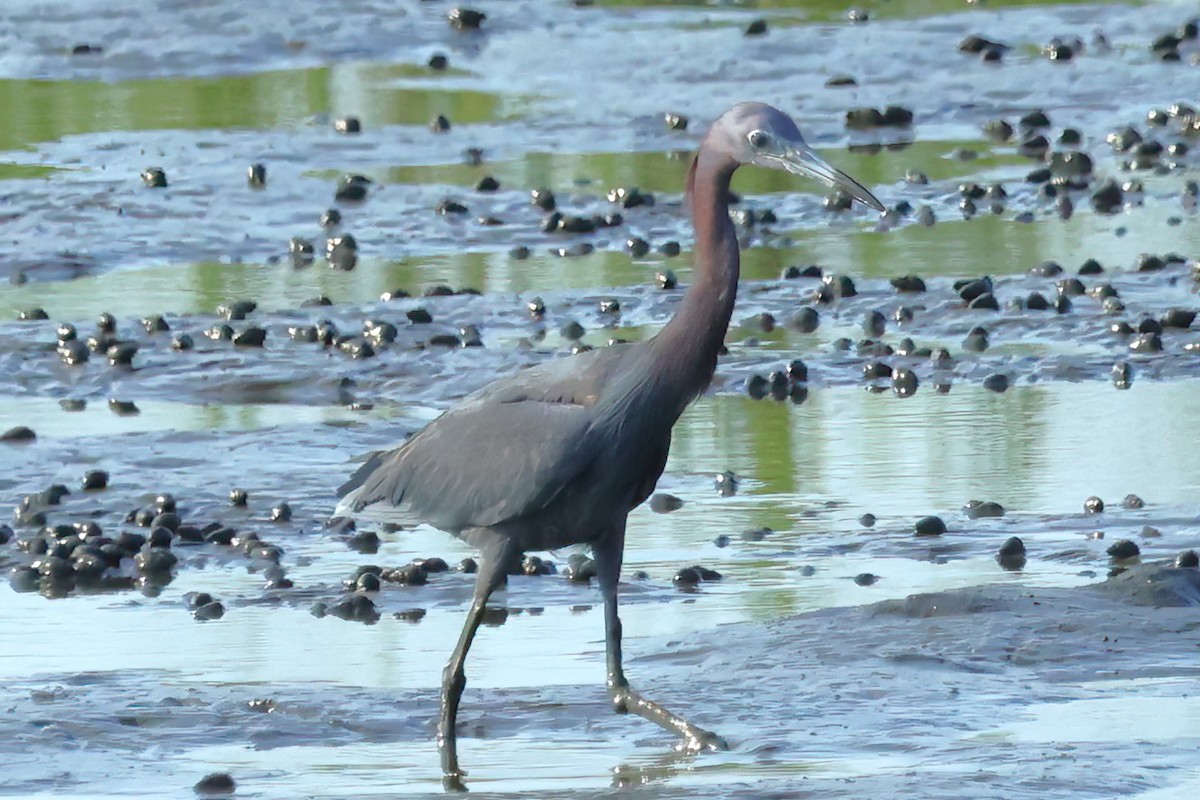 Little Blue Heron - ML620449983