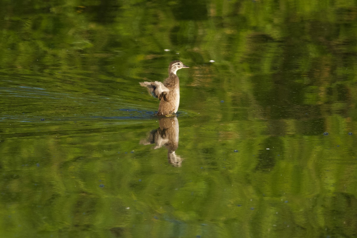 Wood Duck - Robert King