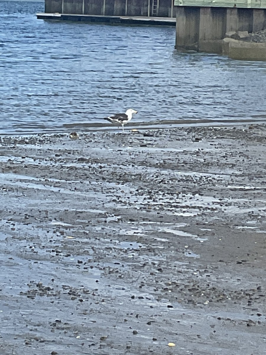 Great Black-backed Gull - ML620450012