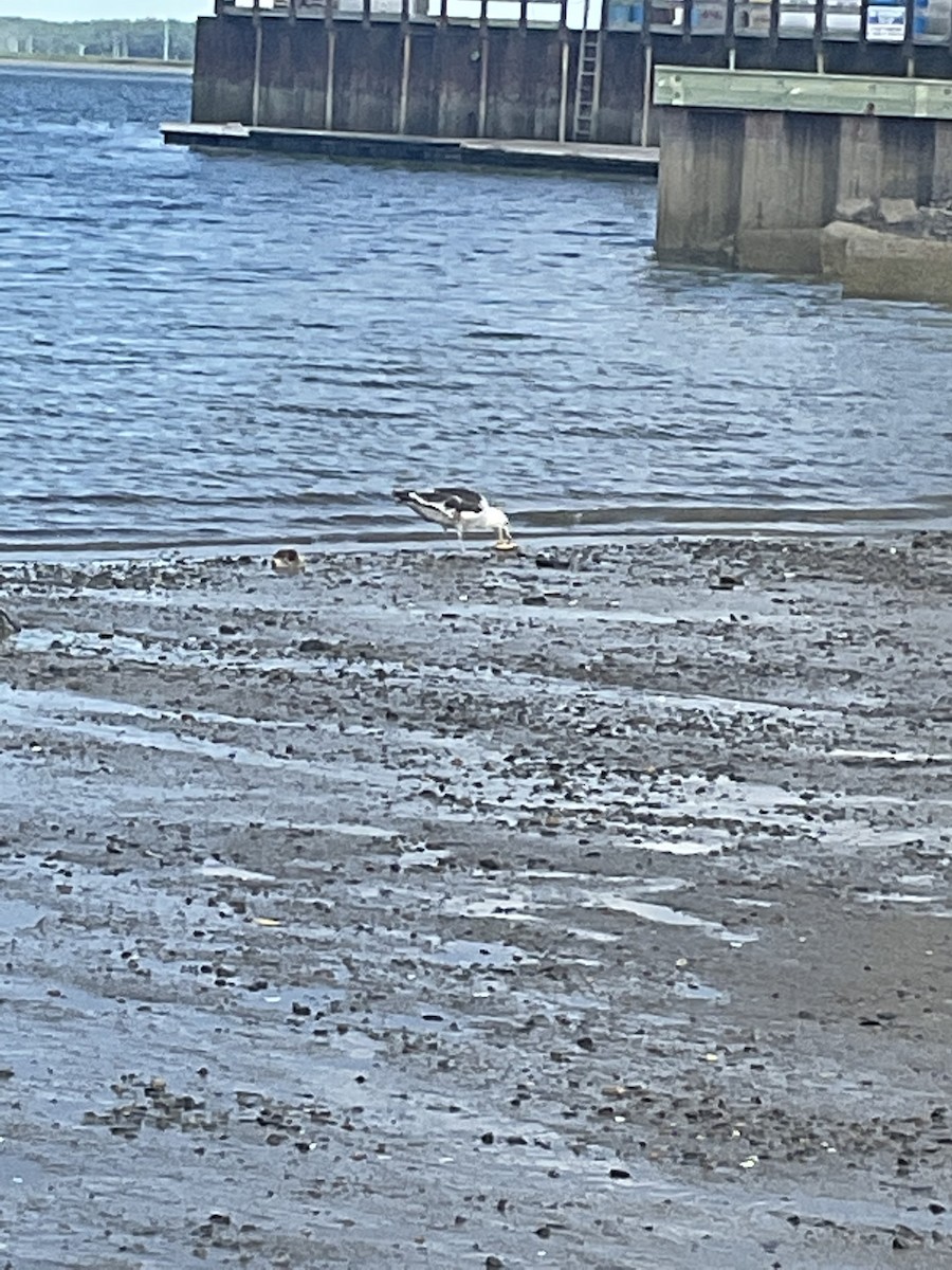 Great Black-backed Gull - ML620450013