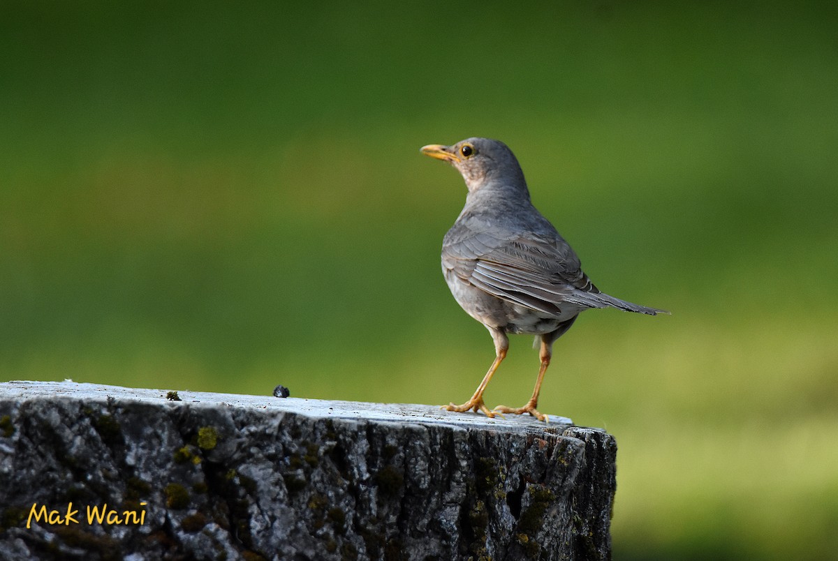 Tickell's Thrush - ML620450014