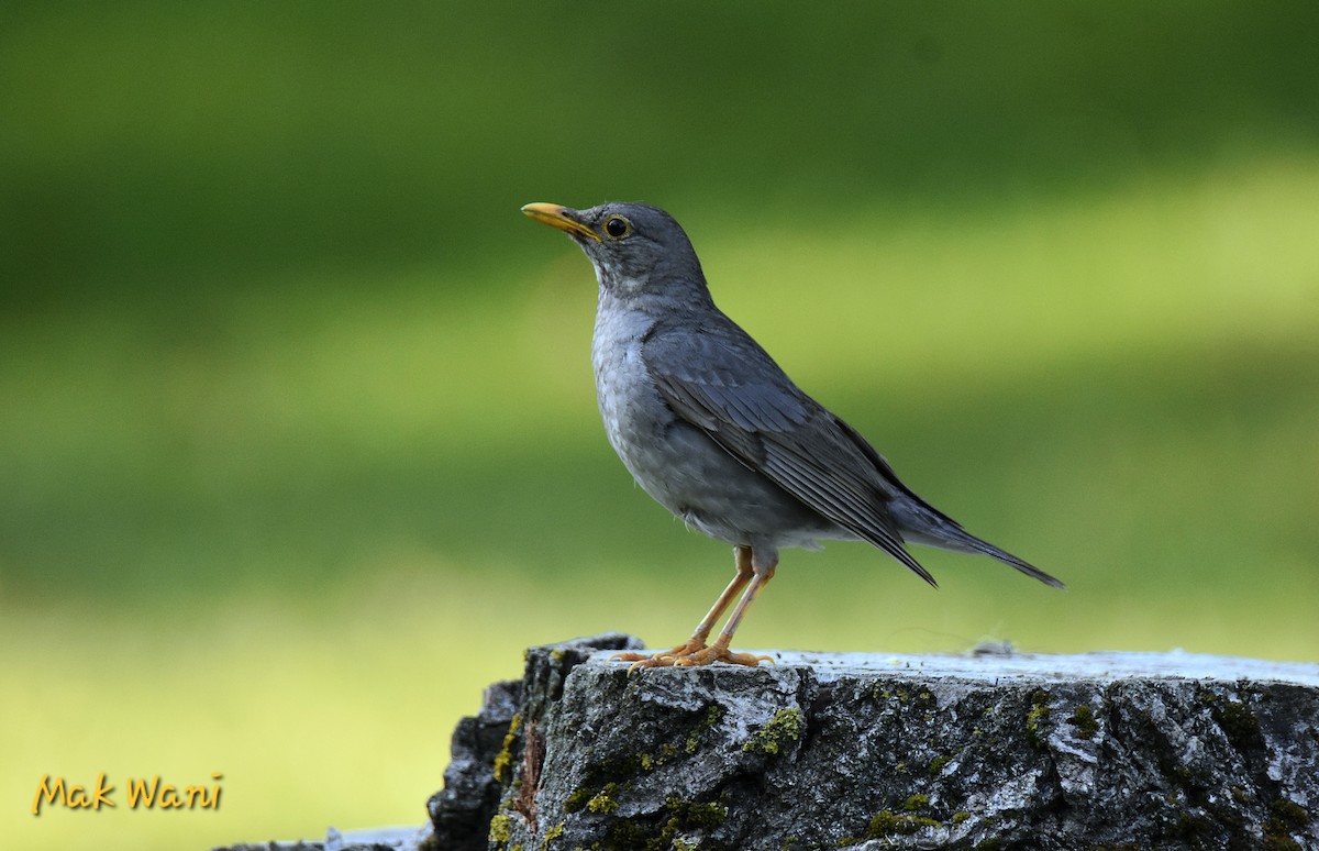 Tickell's Thrush - ML620450015