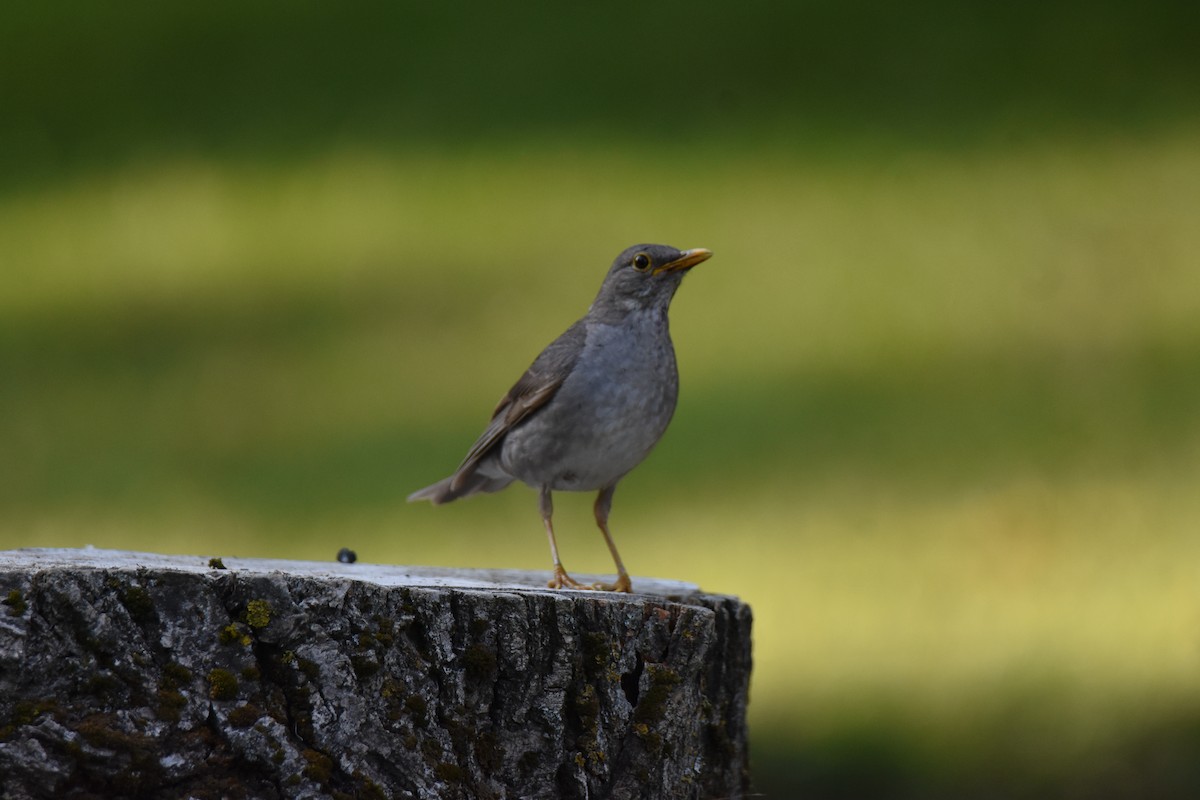 Tickell's Thrush - ML620450017