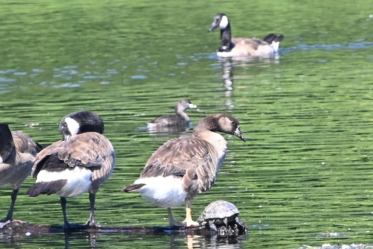 Greater White-fronted x Canada Goose (hybrid) - ML620450019