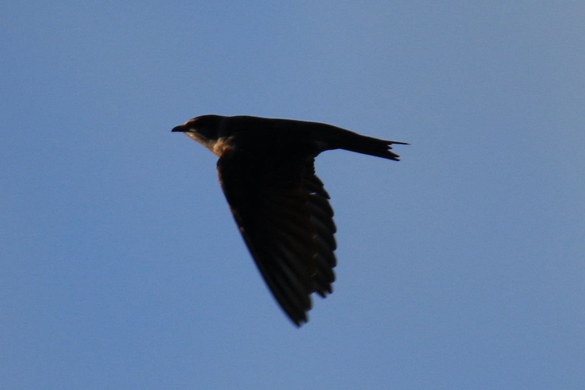 Purple Martin - ML620450021