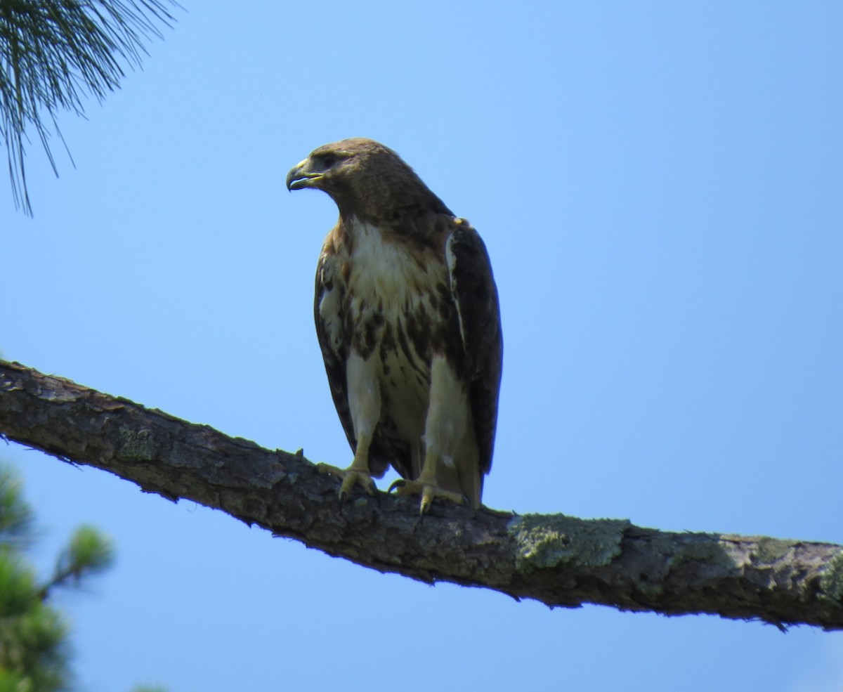 Rotschwanzbussard - ML620450028