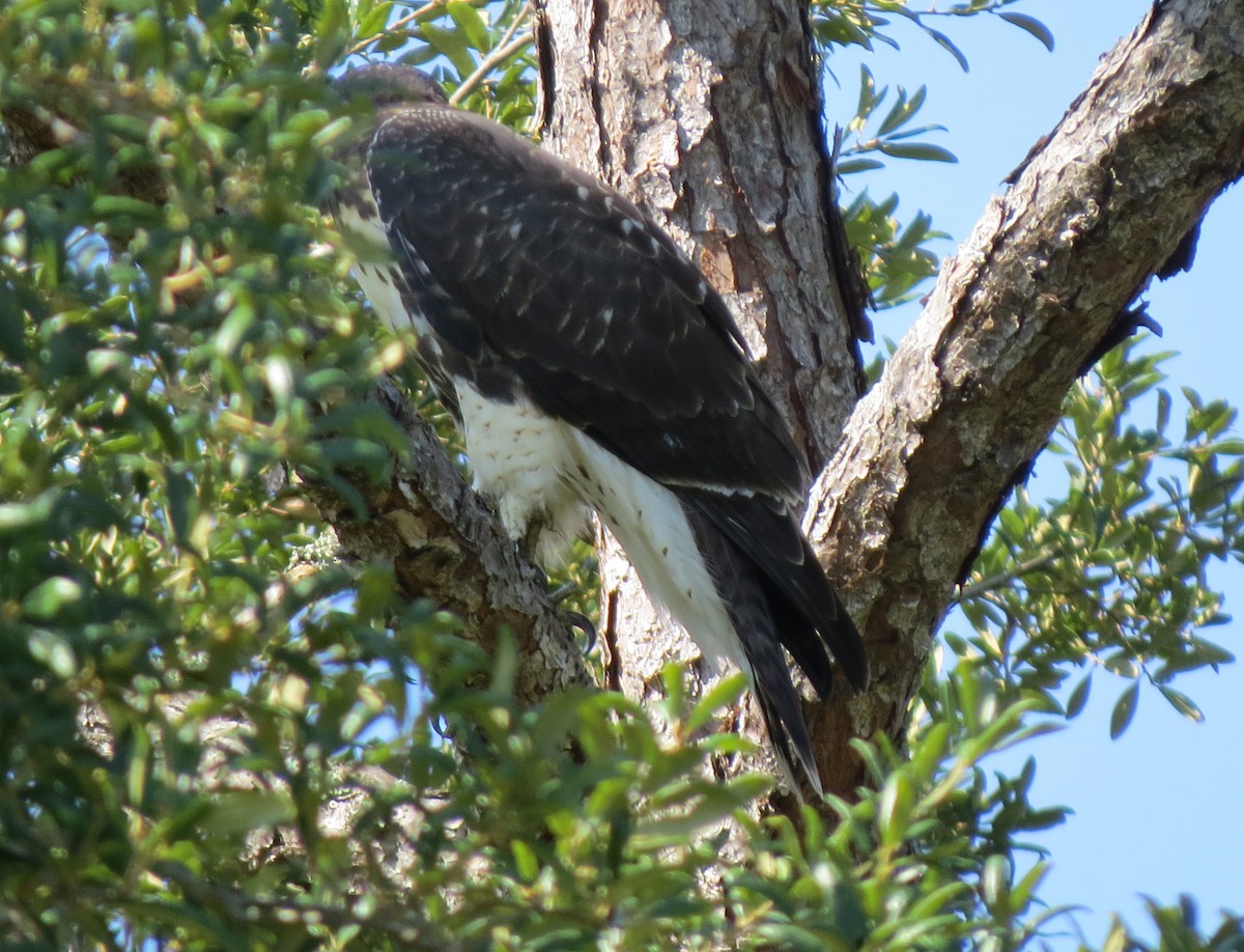 Red-tailed Hawk - ML620450030