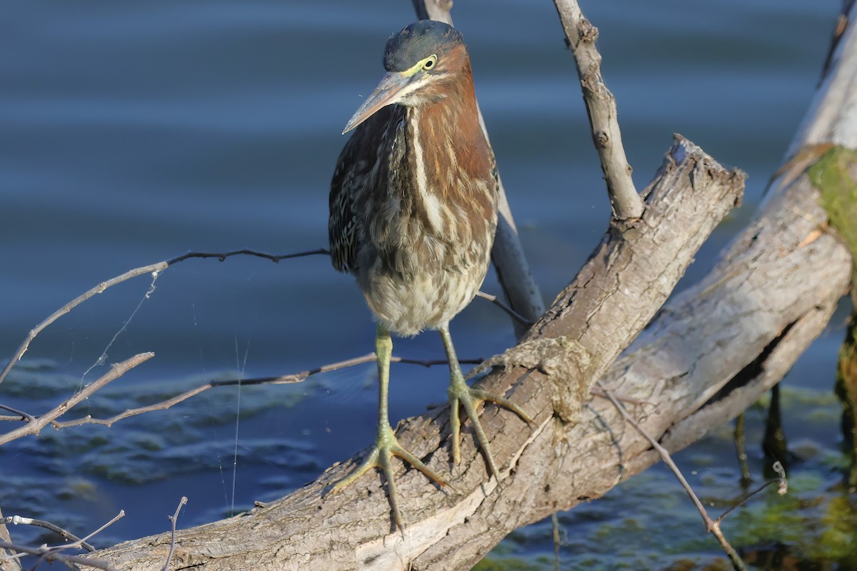 Green Heron - ML620450033