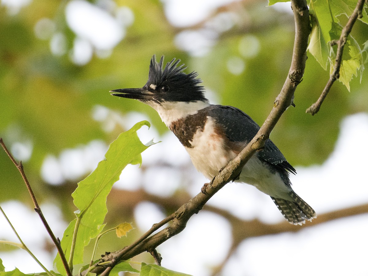 Belted Kingfisher - ML620450034