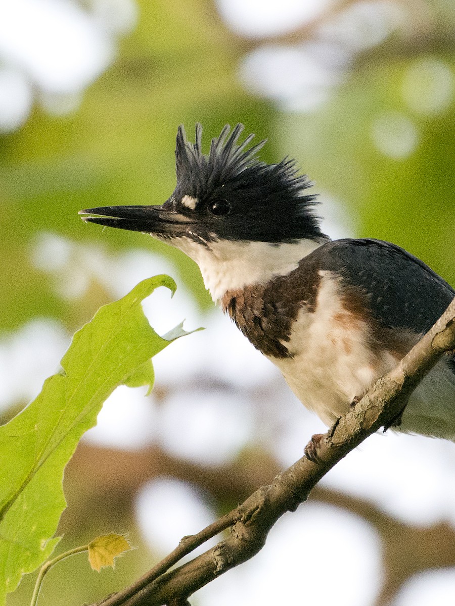 Belted Kingfisher - ML620450037