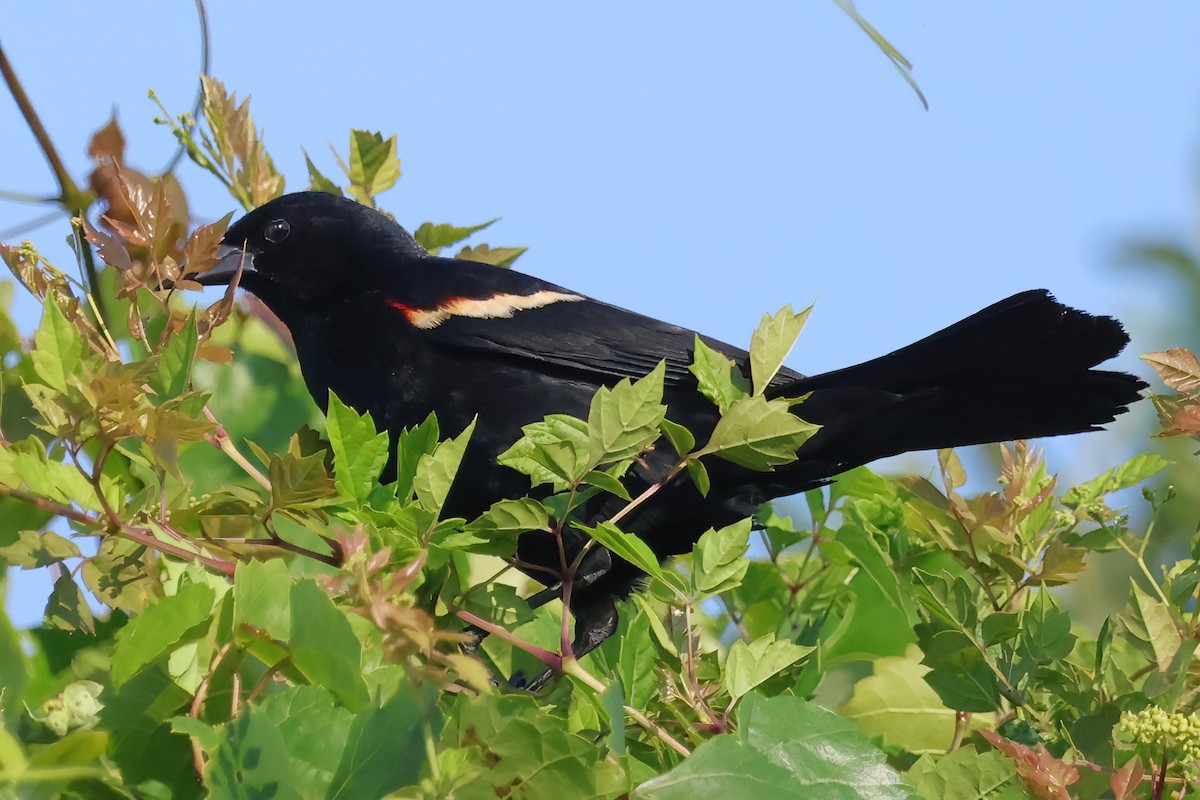 Red-winged Blackbird - ML620450039