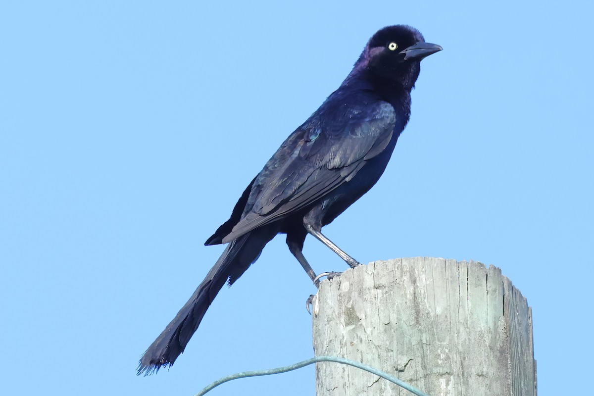 Boat-tailed Grackle - ML620450040
