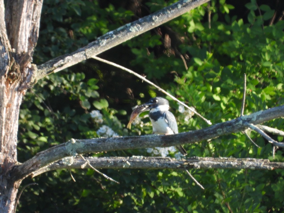 Belted Kingfisher - ML620450052