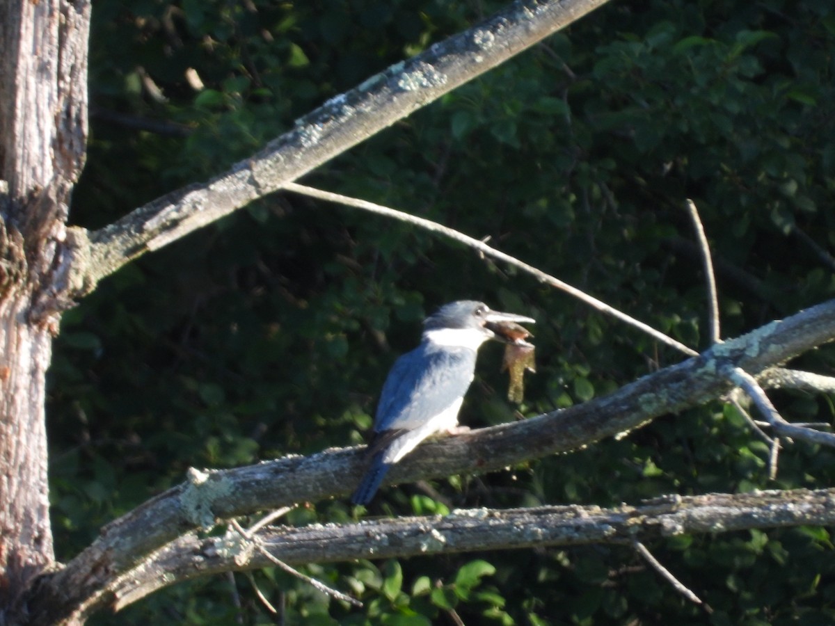 Belted Kingfisher - ML620450067