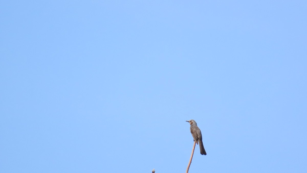 Bulbul à oreillons bruns - ML620450070