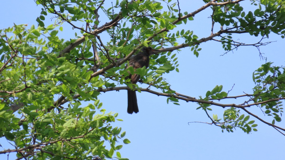 Brown-eared Bulbul - ML620450071