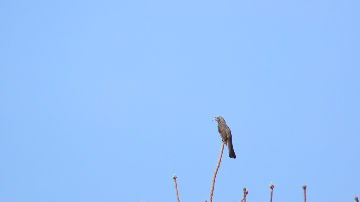 Bulbul à oreillons bruns - ML620450072