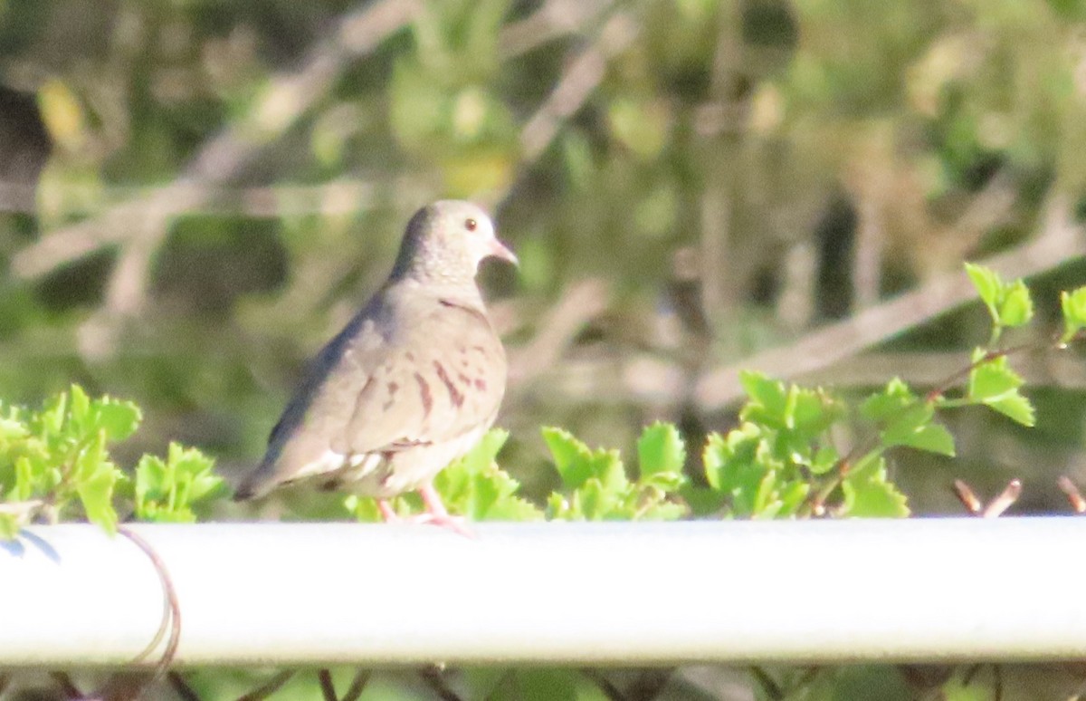 Common Ground Dove - ML620450081