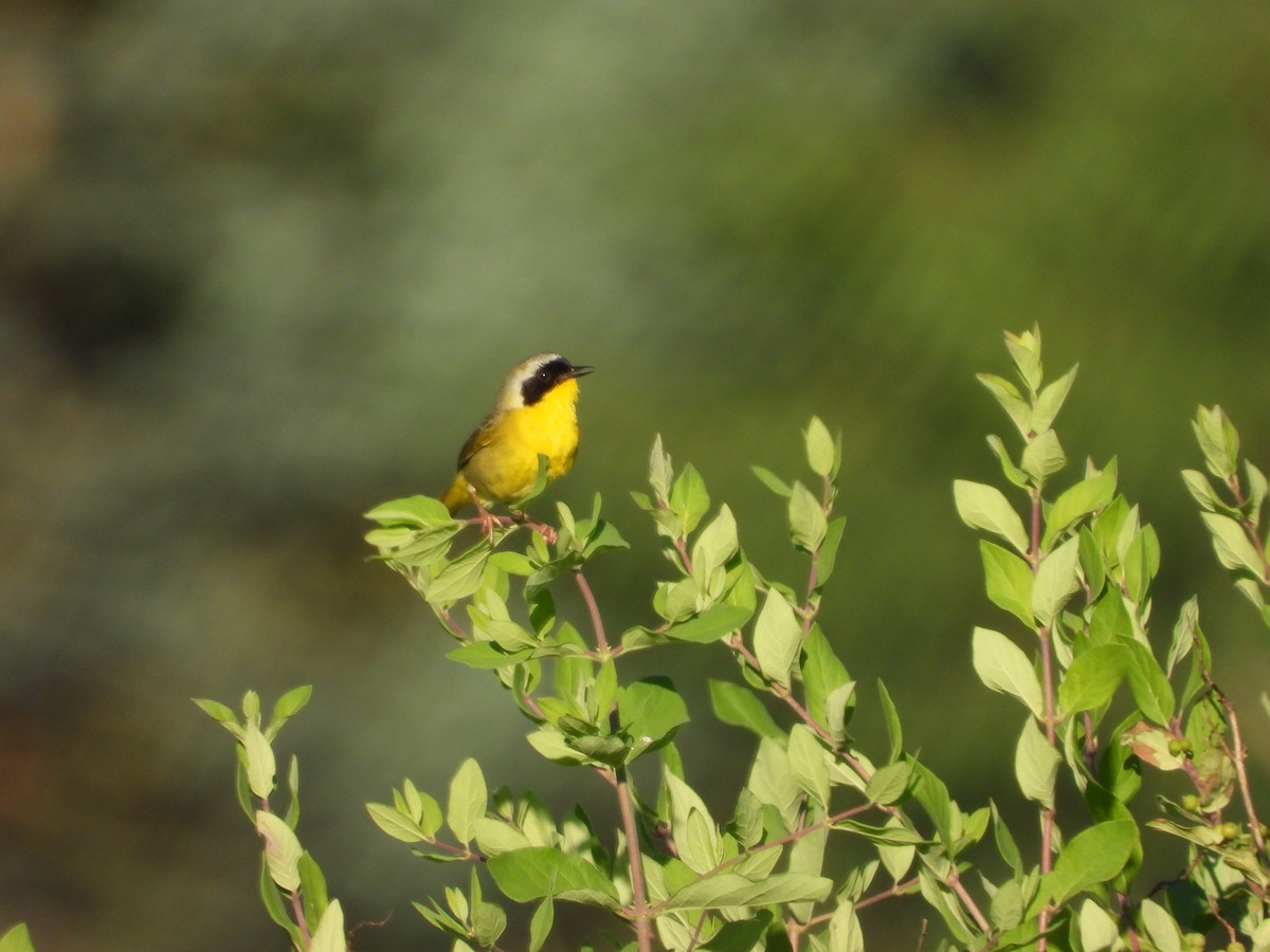 Common Yellowthroat - ML620450084