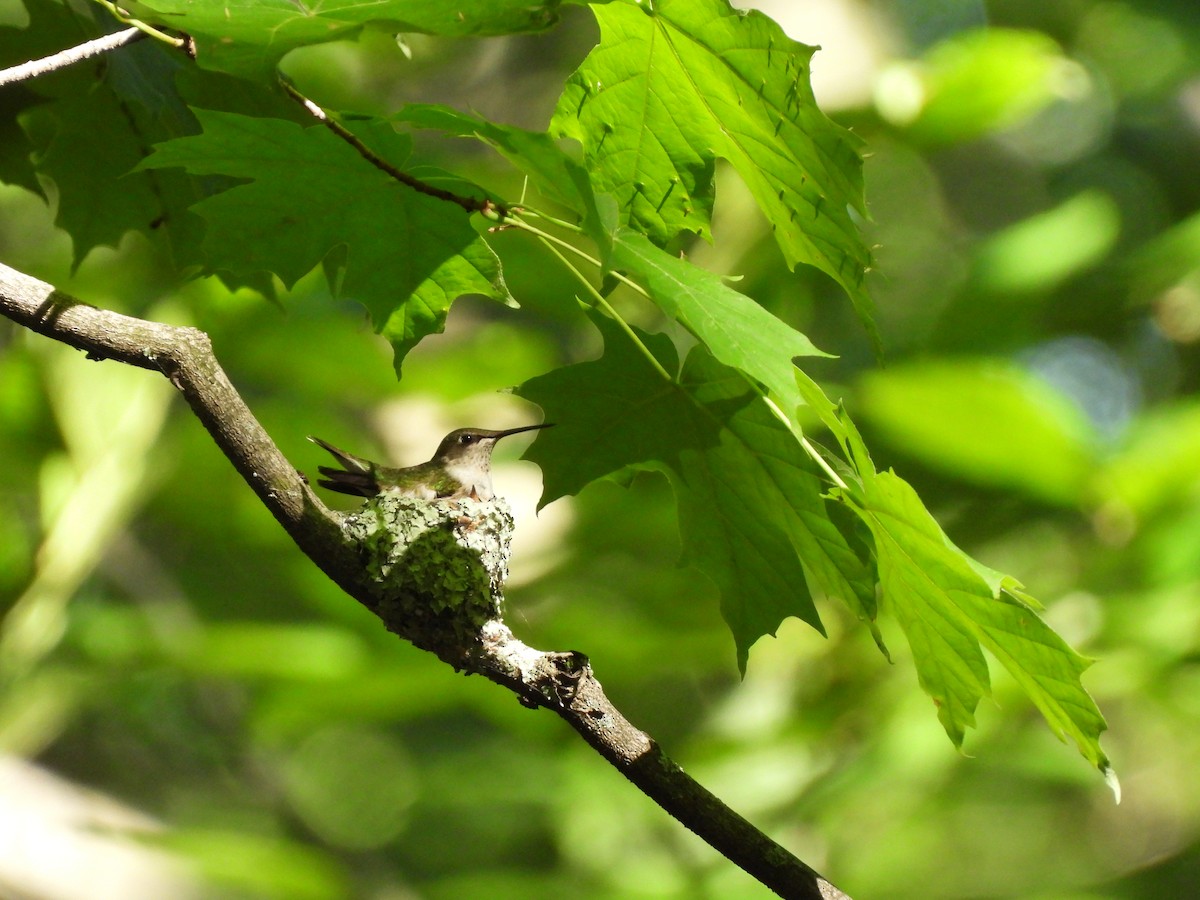 Ruby-throated Hummingbird - ML620450091